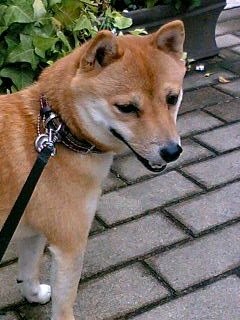 f0004309_9404661.jpg