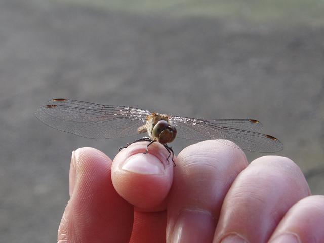 c0086014_6404314.jpg