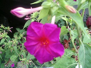 e0026017_22313492.jpg