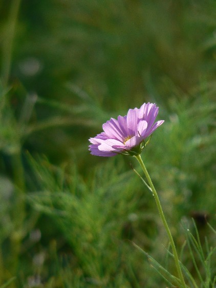 e0083238_20313553.jpg
