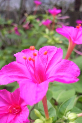 a0043982_1821275.jpg