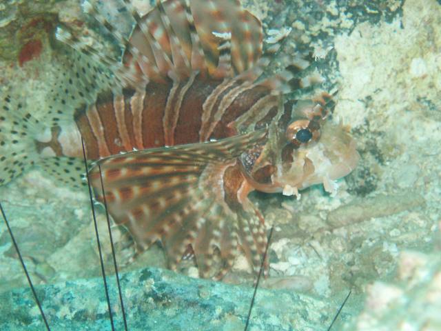 e0064291_17235332.jpg