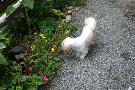 c0011204_22565137.jpg