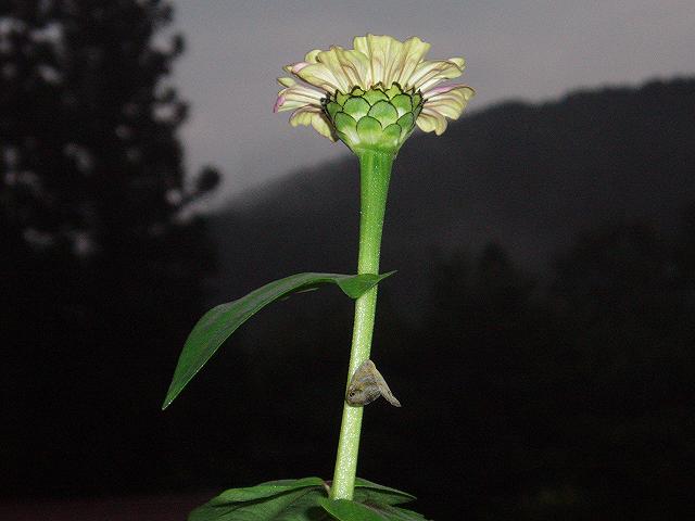 c0086014_753195.jpg