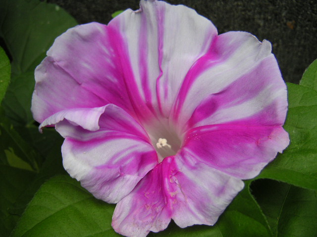 a0020929_8545814.jpg
