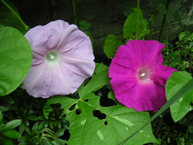 a0020929_8561867.jpg