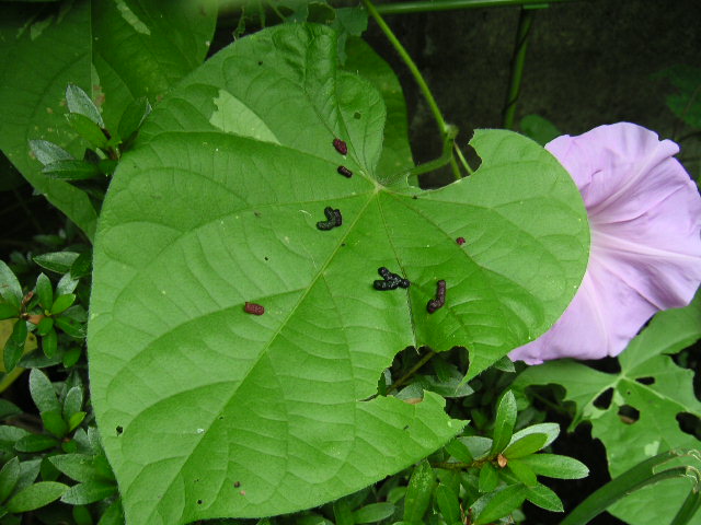 a0020929_924796.jpg