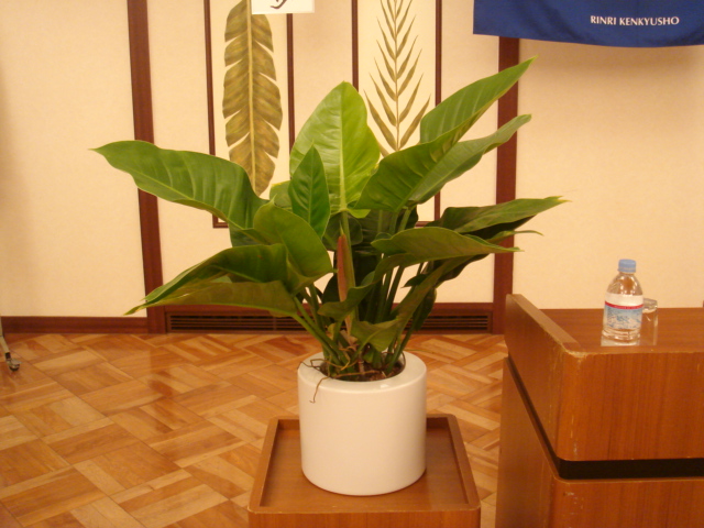 f0052933_1203186.jpg