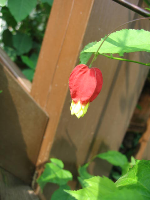 b0088037_19495258.jpg