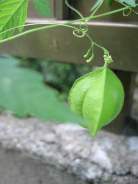 b0088037_19553338.jpg
