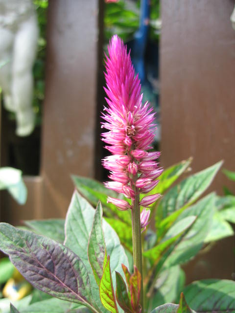 b0088037_2031034.jpg