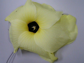 e0026017_2163579.jpg