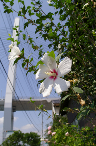 c0077129_053282.jpg