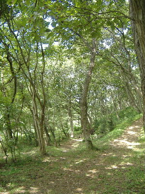 f0082141_2147109.jpg