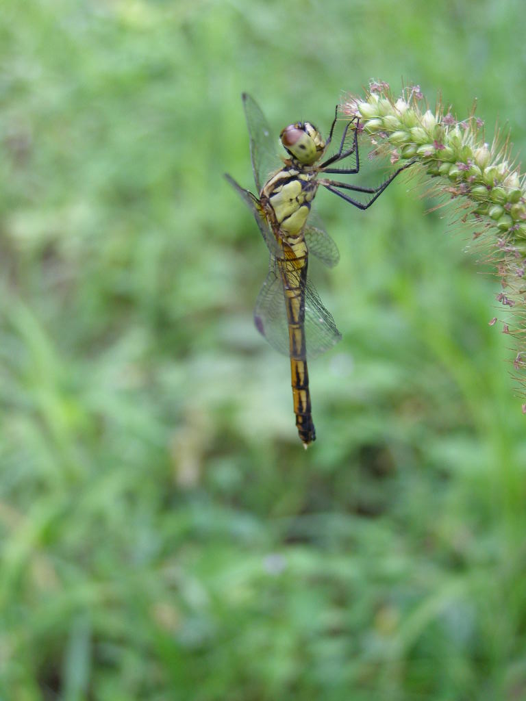e0064158_00331.jpg