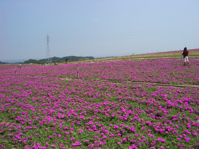b0095760_8194421.jpg
