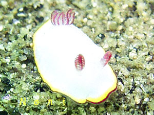 b0044726_8345997.jpg