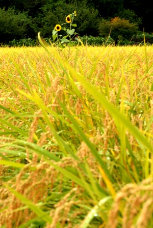 f0078127_18272012.jpg