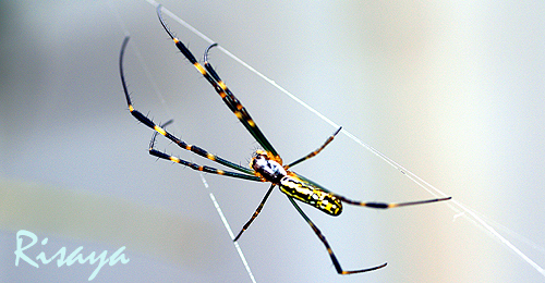 e0072638_172938100.jpg