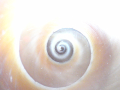 e0005548_0484192.jpg