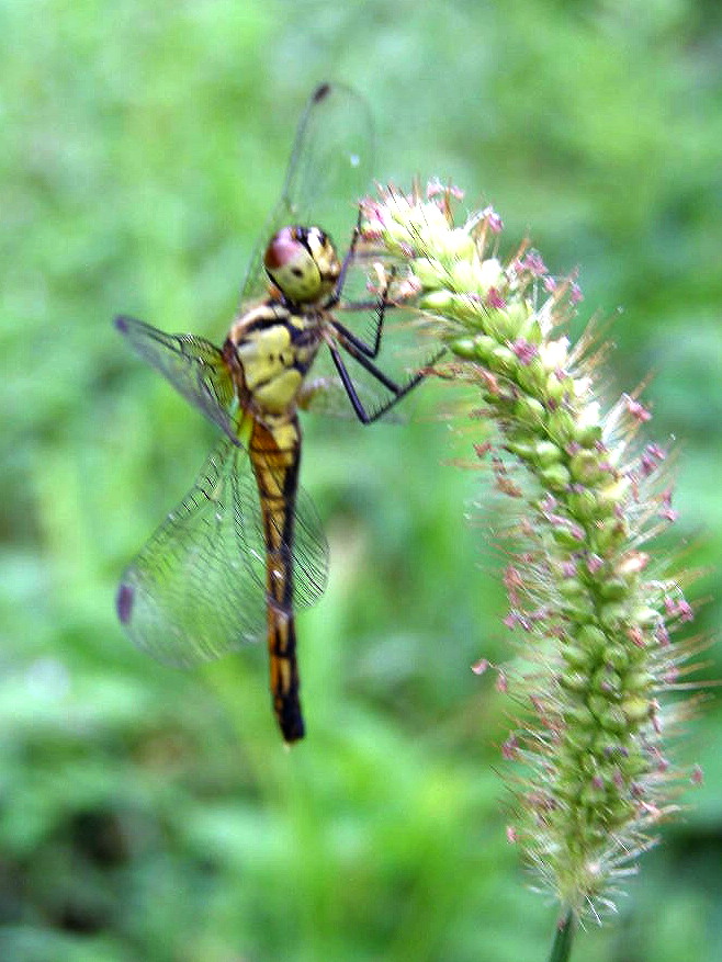e0064158_03487.jpg