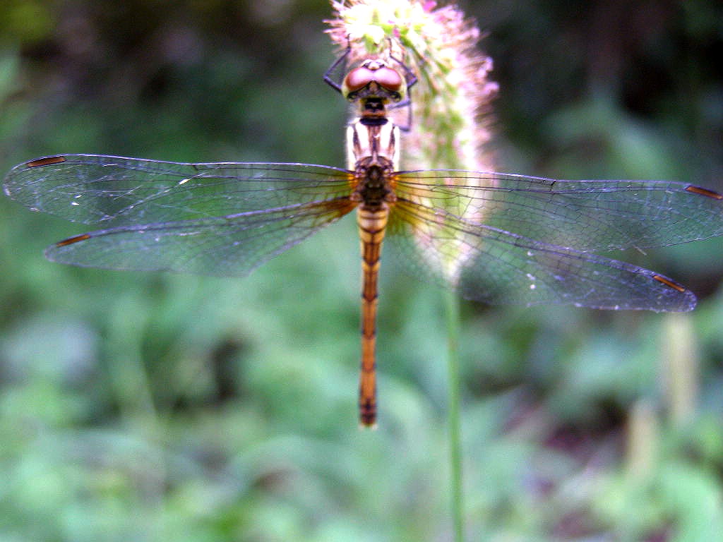 e0064158_042765.jpg