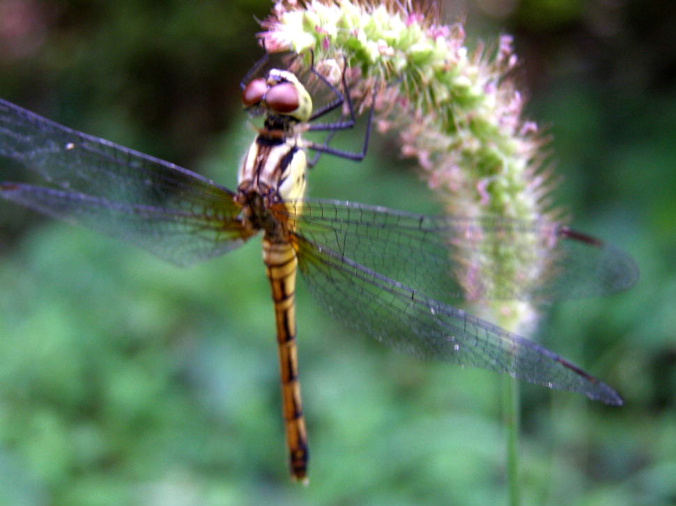 e0064158_044881.jpg