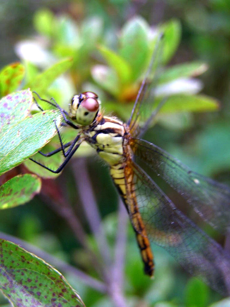 e0064158_052544.jpg