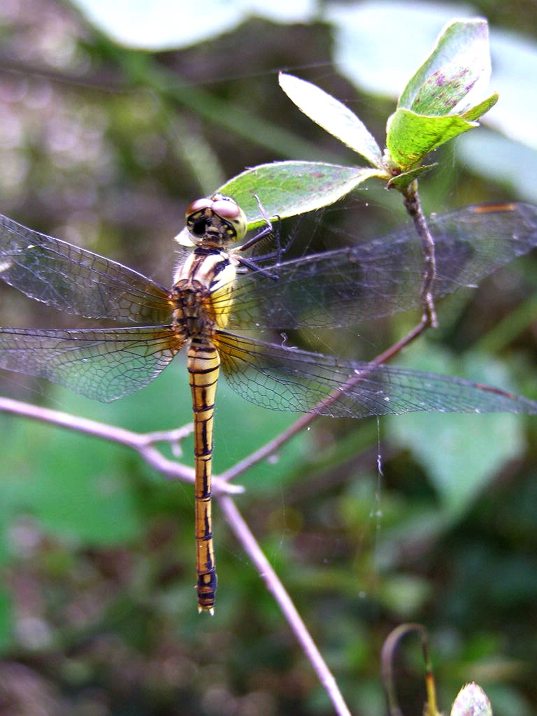 e0064158_05406.jpg