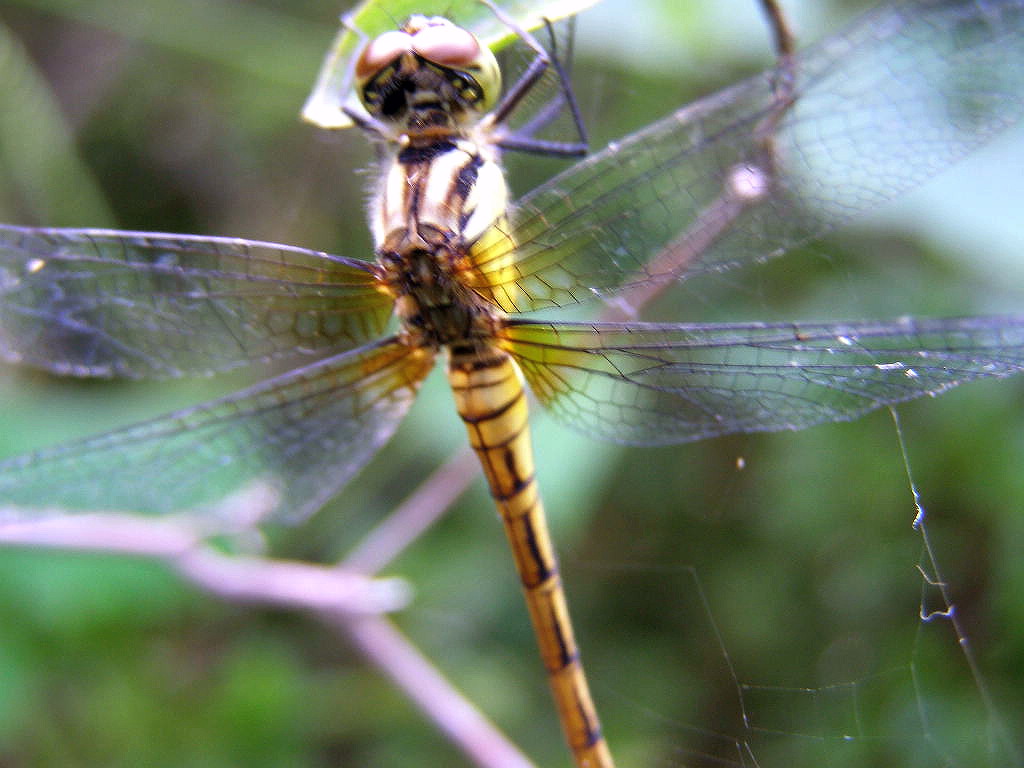 e0064158_055497.jpg
