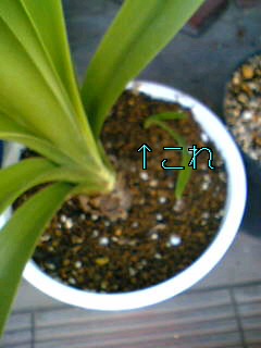 f0074659_1791099.jpg