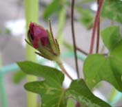 d0069575_2135941.jpg