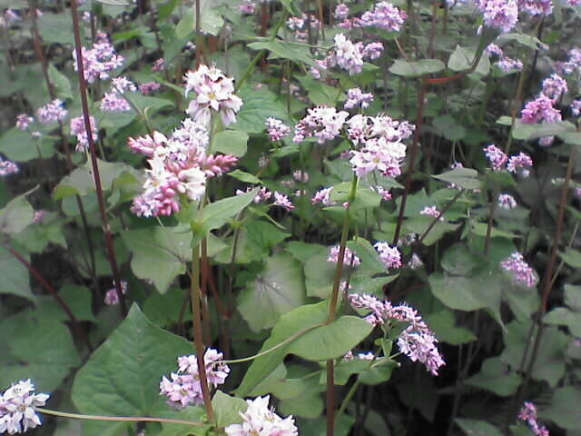 c0069380_16132641.jpg
