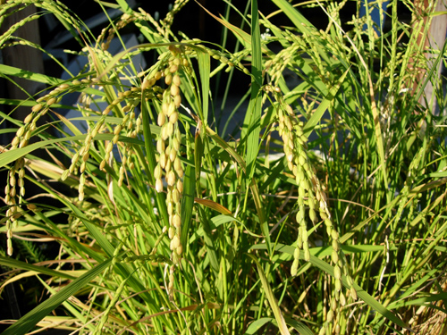 a0044202_1795155.jpg