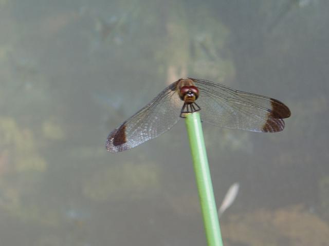 c0086014_845264.jpg