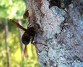 f0000521_944280.jpg