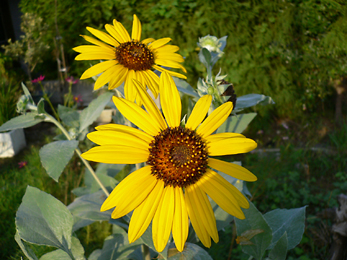 c0069048_6331274.jpg