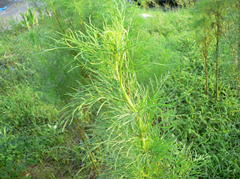 c0069048_6361078.jpg