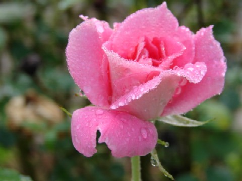 b0061261_21312481.jpg