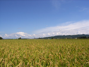 a0059206_1214997.jpg
