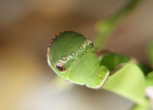 a0043512_12561180.jpg