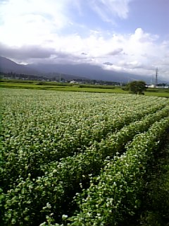 e0016828_22232515.jpg