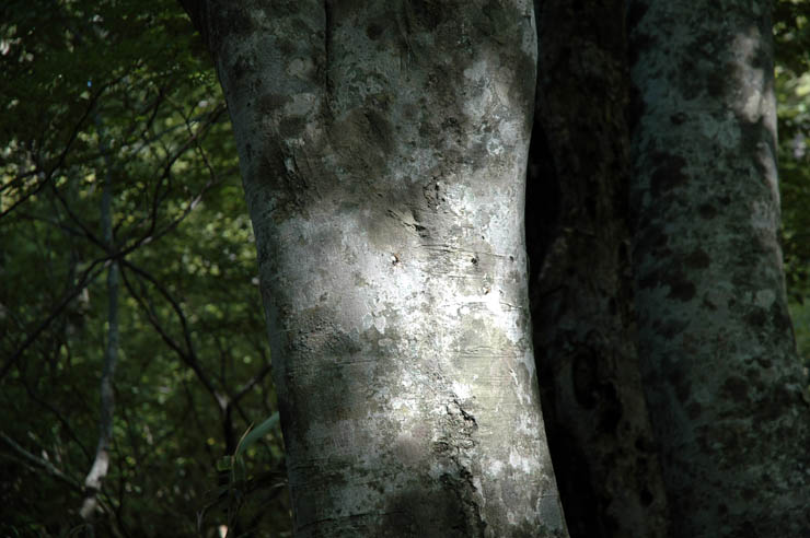 c0077847_1737335.jpg
