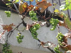 b0039373_92225100.jpg