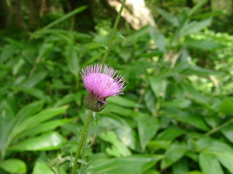 a0079880_1720536.jpg