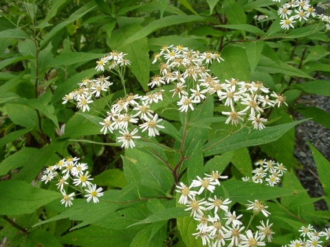 a0079880_177918.jpg