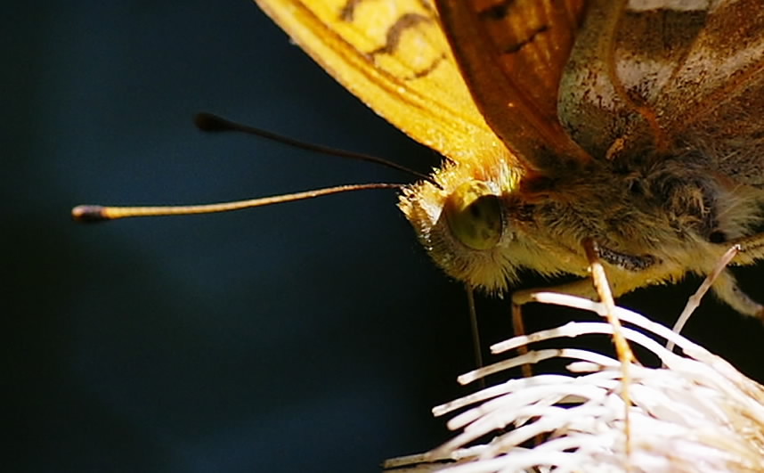 b0078795_21351695.jpg