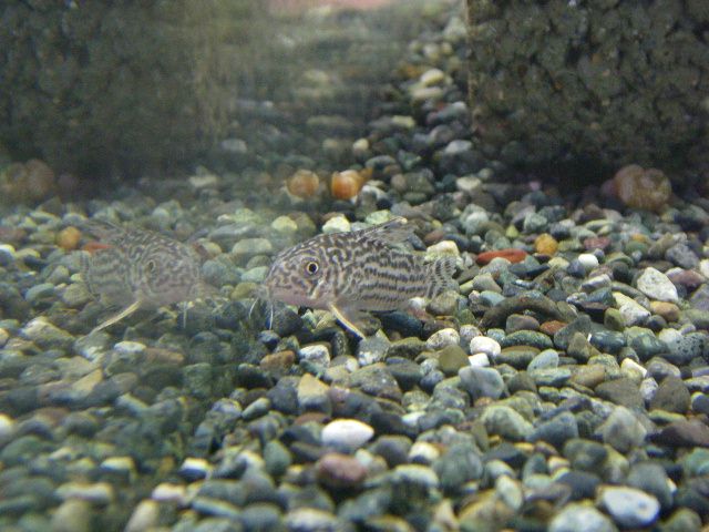 e0010301_1610357.jpg