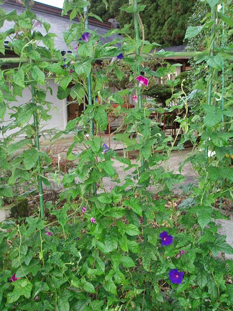 c0086014_754431.jpg