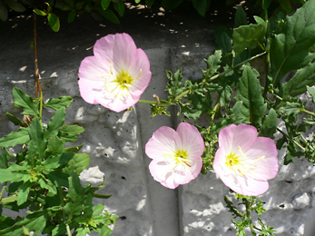 c0069048_6282558.jpg